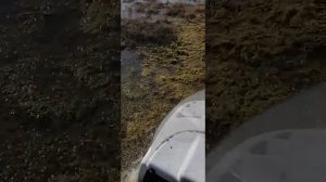 На буране по болоту