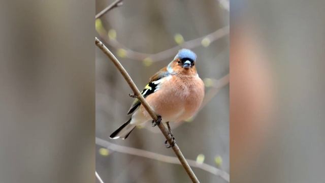 Зяблик *** Пение зяблика *** Пение птиц смотреть онлайн