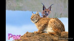 Кто ты из диких кошек по ЗЗ? (ч. 1)