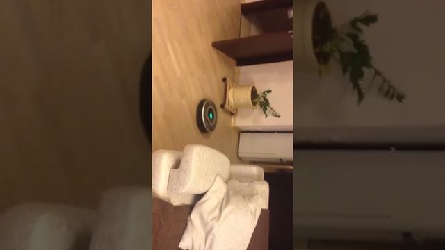 Самое лучшее домашнее животное I robot смотреть онлайн