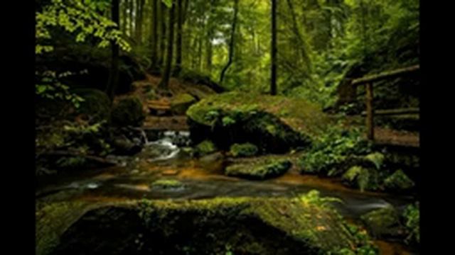 Щебетание лесных птиц в лесу смотреть онлайн