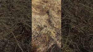 Запускаю целину с соломой. Способ №3