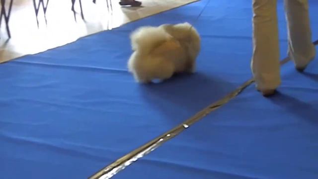 BRITISH PEKINGESE CLUB SHOW 2014 PUPPY DOG CLASS WINNER смотреть онлайн