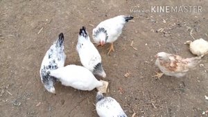 Курица Адлерская серебристая. Адлер. #адлерскаясеребристая#курынесушки