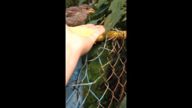 Ручной воробей мимимиша