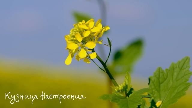 30 апреля День Зосимы. Что нельзя делать 30 апреля. Народные традиции и приметы.