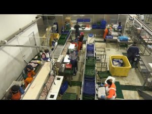 Резидент ТОР «Южная» вывел завод по переработке рыбы на проектную мощность