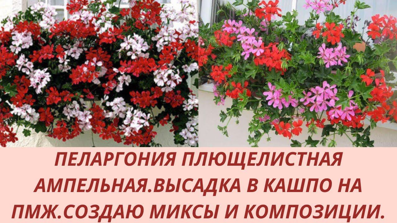 Пеларгония плющелистная ампельная. Высадка в кашпо на ПМЖ. Создаю миксы и цветочные композиции.