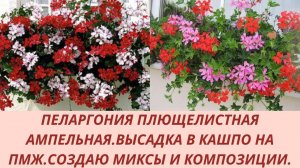 Пеларгония плющелистная ампельная. Высадка в кашпо на ПМЖ. Создаю миксы и цветочные композиции.