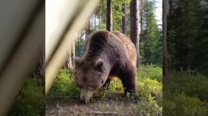 В Тюменской области медведь подошёл к палатке с отдыхающим