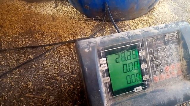 Взвесили поросёнка(70 дней).Какой вес у поросенка? Продали поросят свиноматки Раисы. смотреть онлайн