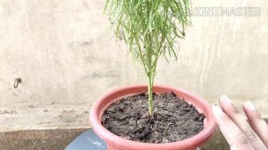 Kochia plant care In Summer//Summer best growing plant//Kochia plant.