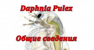 Дафния Пулекс (Daphnia Pulex) или обыкновенная дафния - общие сведения