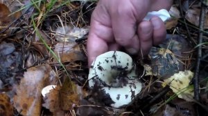 Гриб Сыроежка сине-зеленая Russula cyanoxantha