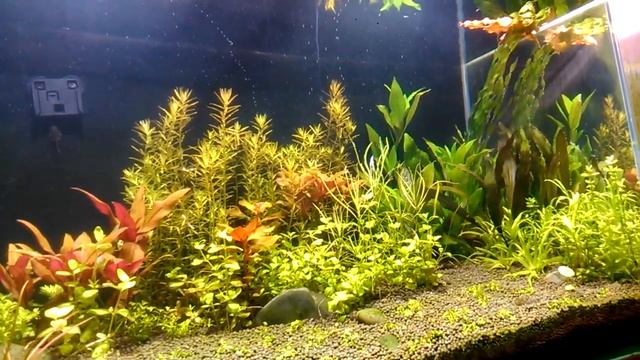 фотосинтез 250) смотреть онлайн