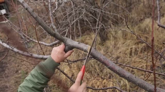 Вторая жизнь АБРИКОСА. Кардинальная ОМОЛАЖИВАЮЩАЯ ОБРЕЗКА