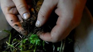 Размножение калифорнийского червя.