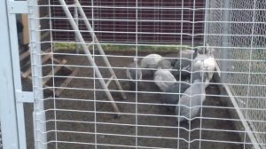 А это крик-переговор самки цесарки.