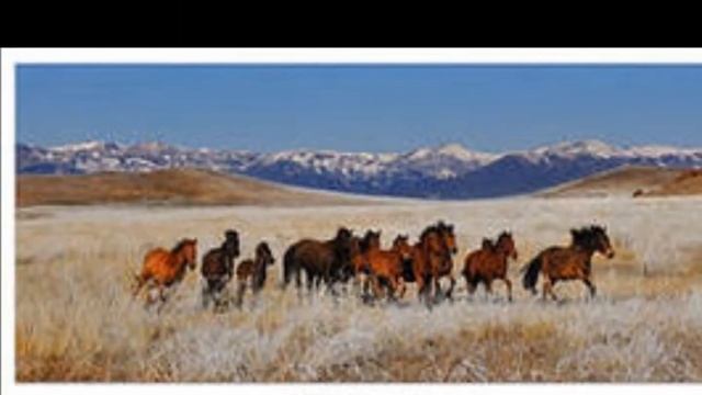 МОЯ РОДИНА КАЗАХСТАН! смотреть онлайн