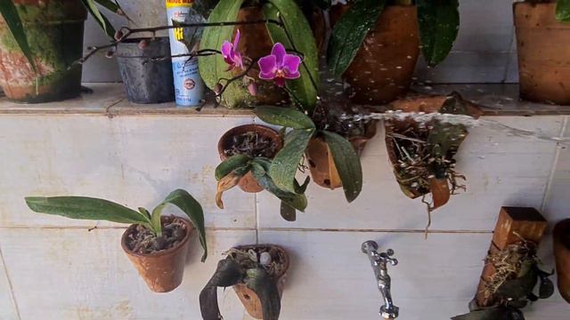 COMO REGAR PHALAENOPSIS/PHALAENOPSIS MANIA смотреть онлайн