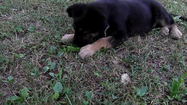 Ох, как же нужны витамины! смотреть онлайн