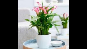 Калла - обзор каталога, цены.  5 причин почему я выбираю каллу.