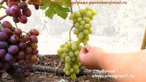 Виноград ЛАДАННЫЙ 2 ранний срок созревания и приятный мускат во вкусе . Эффект, Кинельский ранний