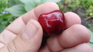 Черешня ранняя сорт Огненный Шар