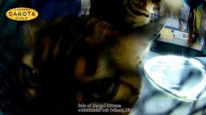 2 Vistavka koshek Kharkov 2018 mart Radmir Main Place Dakota Gold Cat Bengal