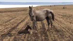 Новорожденный минуту назад жеребёнок