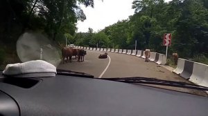 Кобулети