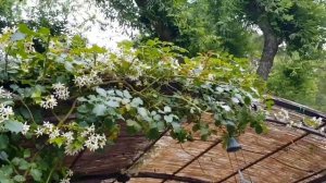 Любовь и голуби/Сад-огород /ДЕНЬ Папы во Франции/ПровансАллочка