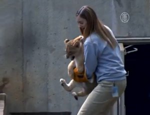 Львятам в зоопарке устроили тестовое купание