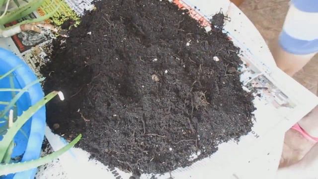 Пересадка алоэ смотреть онлайн