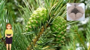 Как вылечить сосуды при помощи сосновых шишек