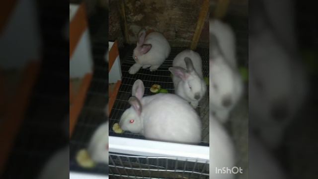 Догляд за кроленятами до 30 днів