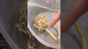 Семена ЛУКА сбор и хранение How to collect onion seeds ?