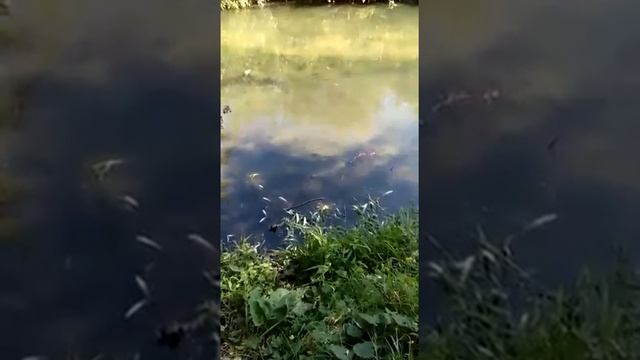 Массовая гибель рыбы в Аткаре смотреть онлайн
