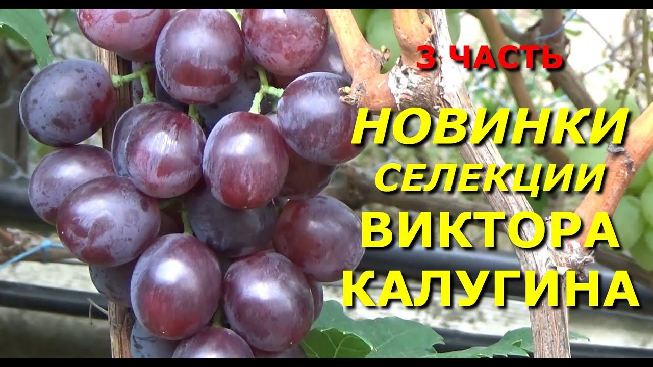 Сигнальное плодоношение новых гибридных форм винограда селекции В. Калугина. 3 ЧАСТЬ смотреть онлайн