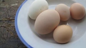 Самое большое куриное яйцо в Лисичанске