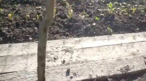 орех пекан северный 210521