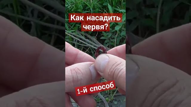 Как правильно насадить червя на крючок? #какнасадитьчервянакрючок #fishing #рыбалка