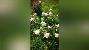 Пьер де Ронсар-роза мечты!