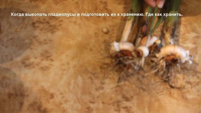 Когда выкапывать гладиолусы, как подготовить их к хранению, где хранить. смотреть онлайн
