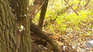 Установка капкана на куницу(25.10)