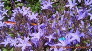 Колокольчик пожарского Стелла (campanula stella) ? обзор: как сажать, рассада колокольчика Стелла