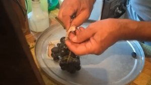 Простой способ хранения винограда до весны в домашних условиях.