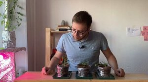 Подсветка рассады. Результаты эксперимента. Фитолампа, фитосвет или светодиодная. Лампа для растени