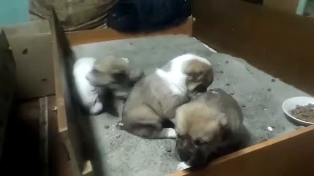 Бугай Алабай смотреть онлайн