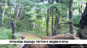 Проблема выхода тигров к людям в Хабаровском крае
